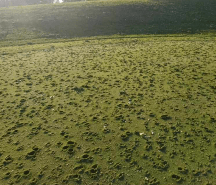 Massive Hail Obliterates Greens At Minnesota Golf Course Bring Me The   Screen Shot 2023 08 11 At 95135 Pm 