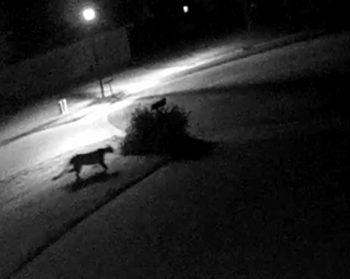 Cougar spotted roaming North Mankato yard Bring Me The News