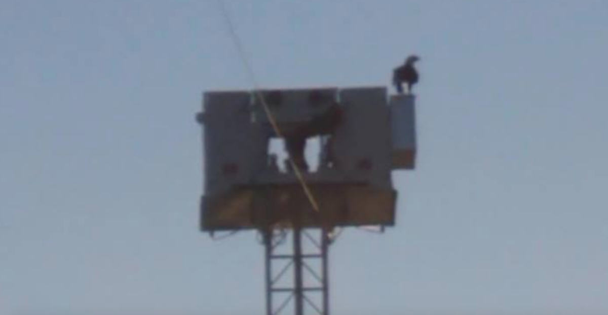 Bald eagle lands on 9/11 display in Coon Rapids - Bring Me The News