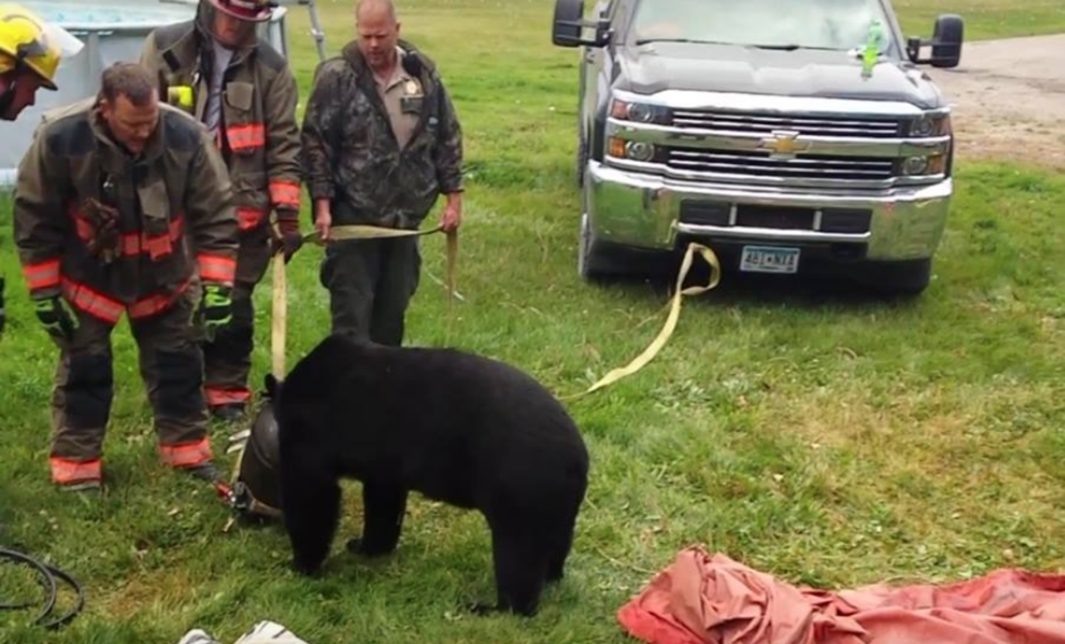 Minnesota bear didn't learn from tailpipe teen's mistake Bring Me The