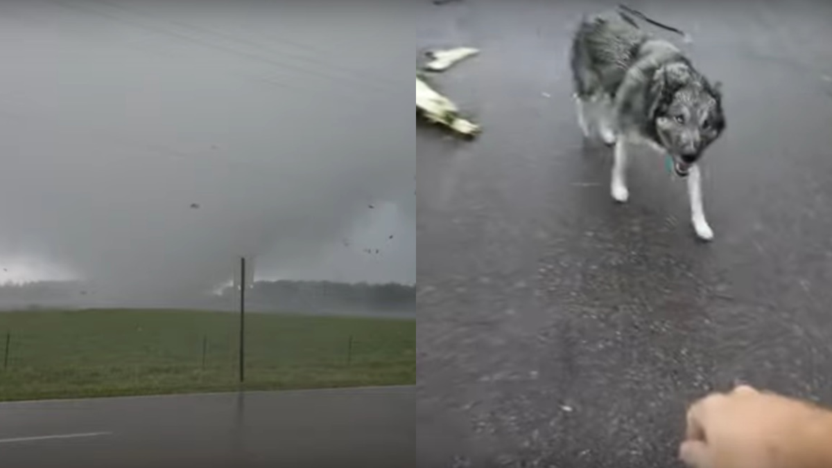 tornado and dog
