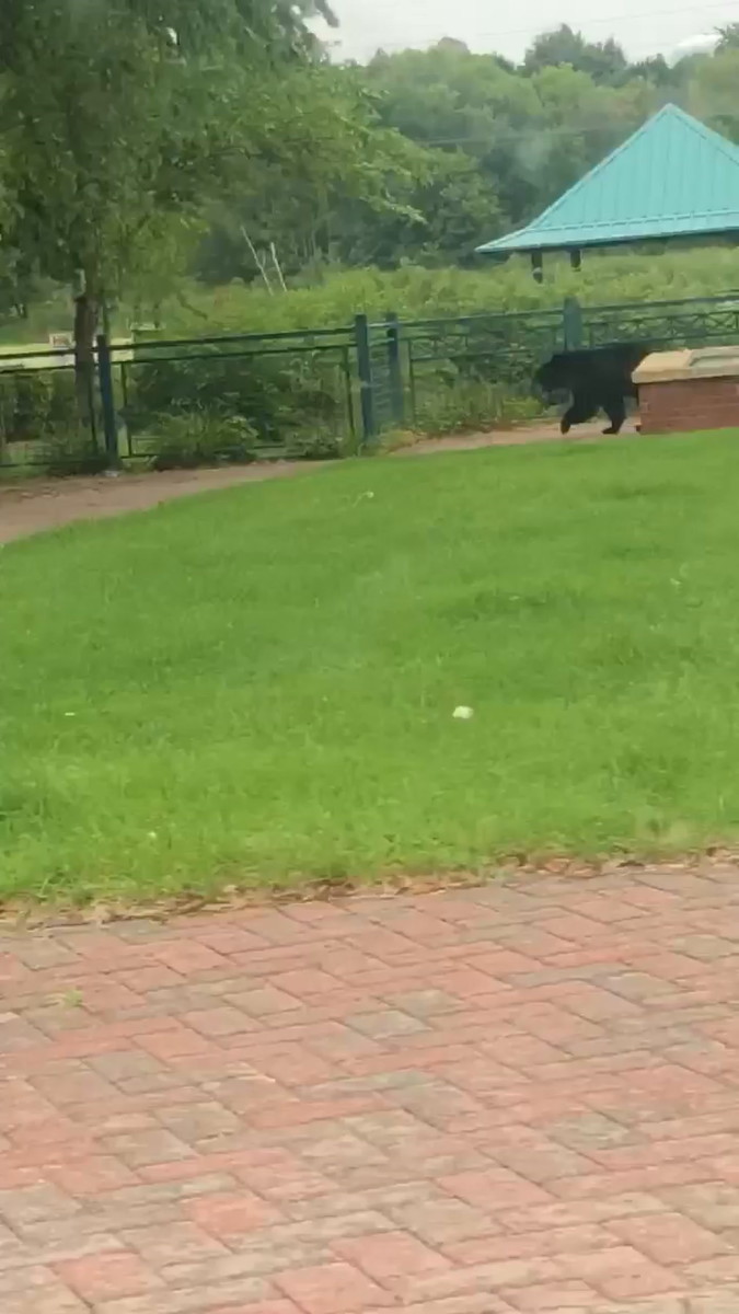 Bear in Circle Pines Bring Me The News