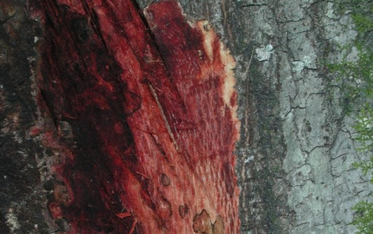 sudden oak death bleeding