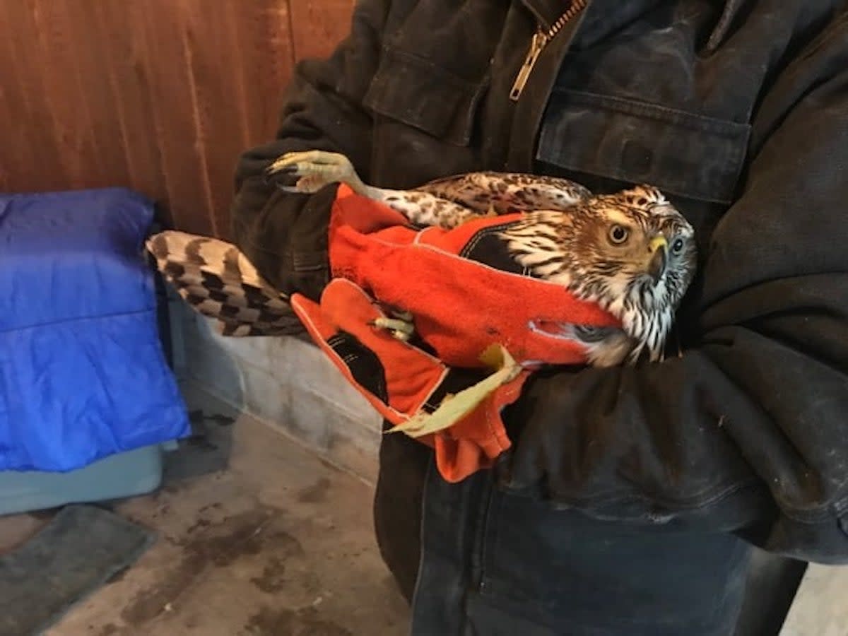 A northern goshawk Wildwoods examined after he crashed into a house