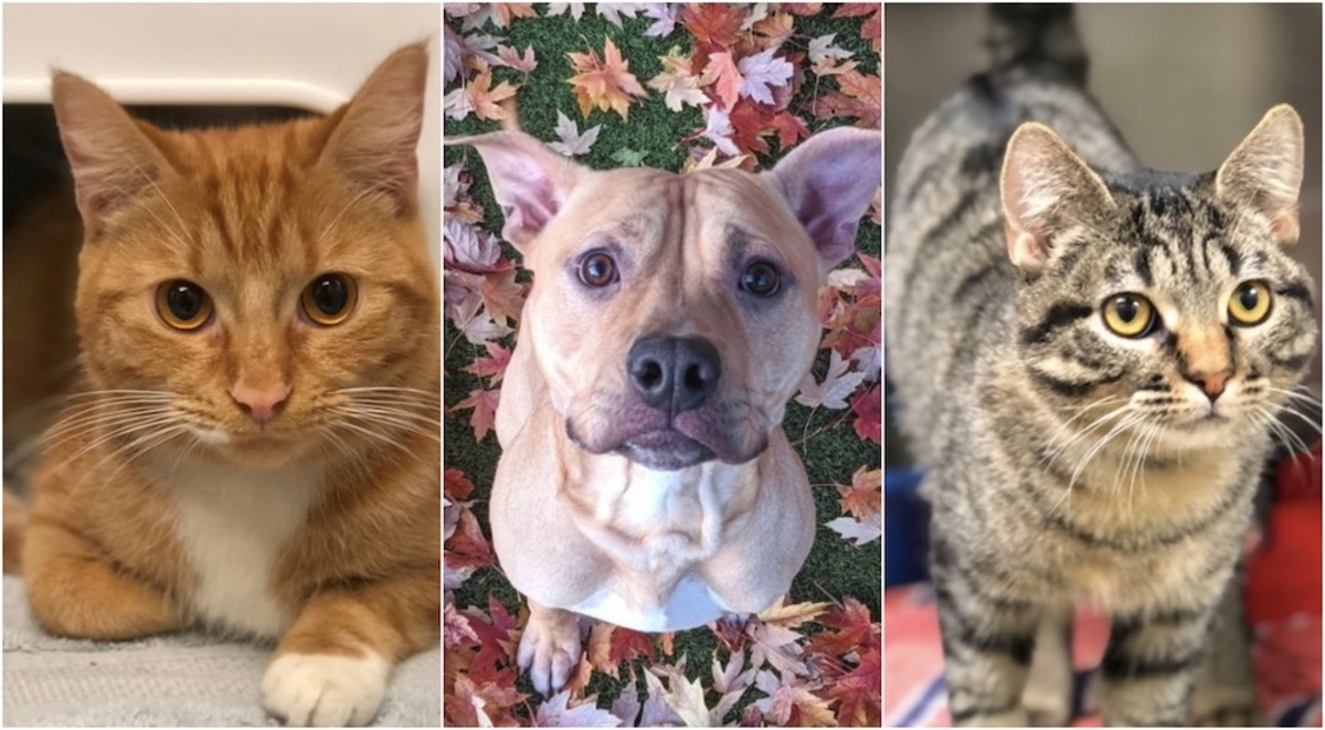 Check out the pets you can adopt fee free in Minneapolis on Friday ...