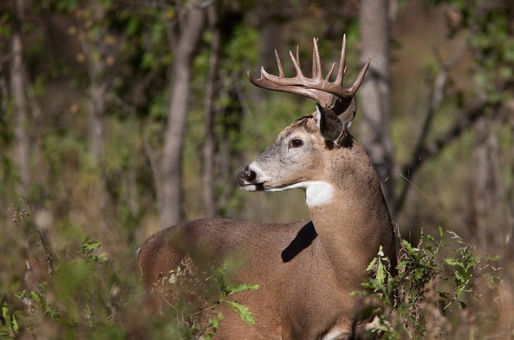 DNR Releases 2019 Deer Hunting Regulations Here s What s New Bring 