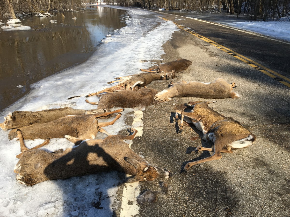 deer carcasses