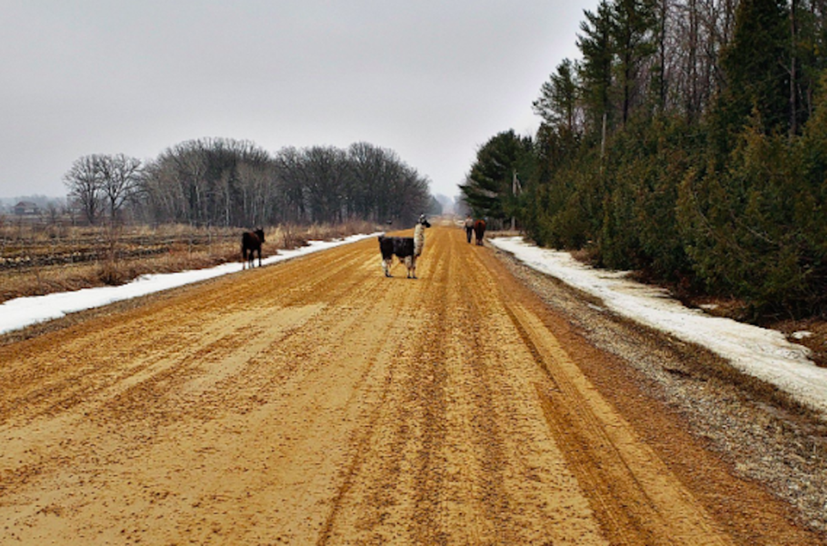 Escaped llama and horses in Chisago Co.