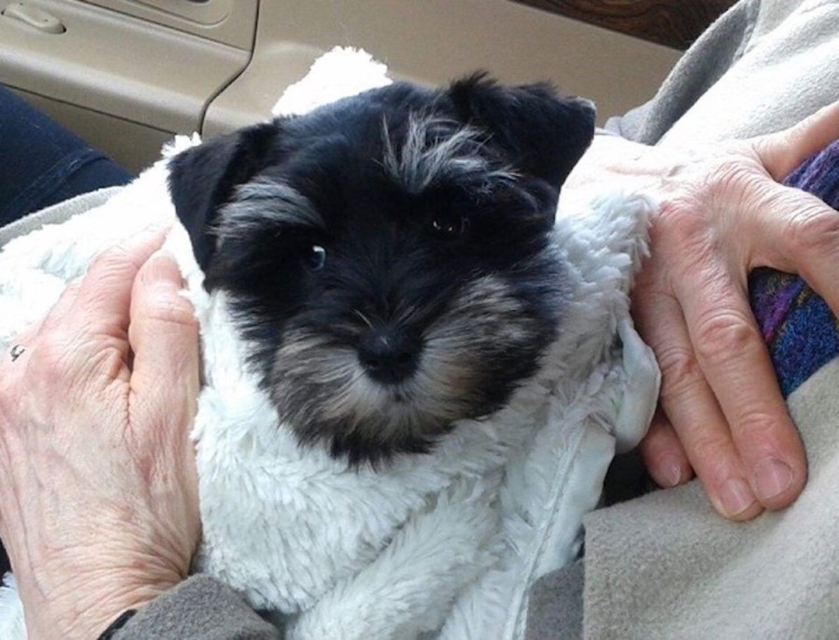 Zoey, a puppy stolen during a Minnetonka burglary.