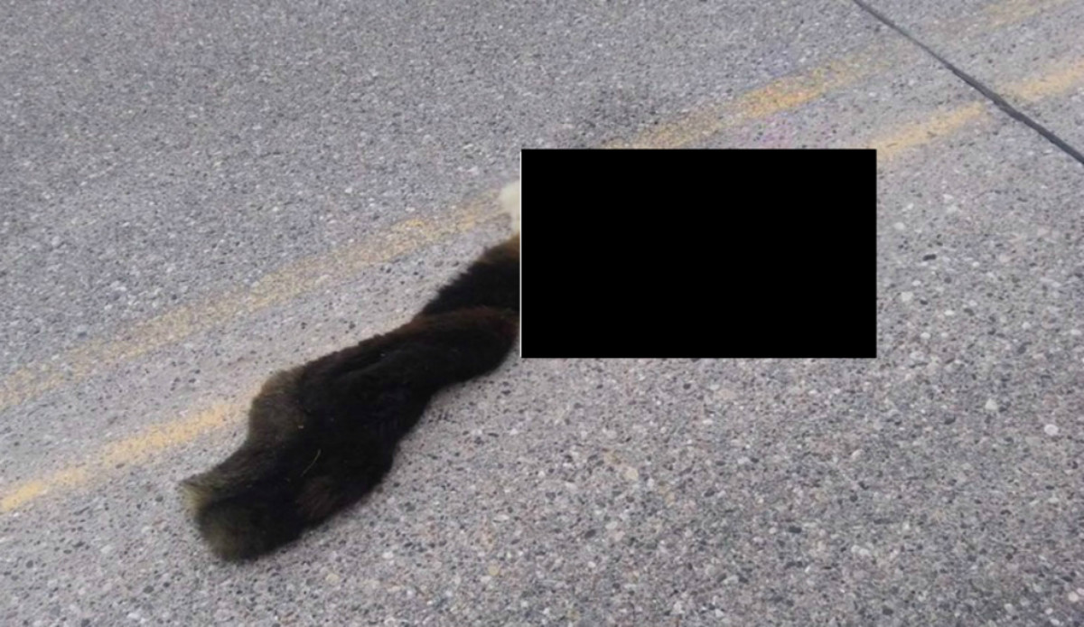 The remains of the dog found in NW Minnesota (BMTN has edited the photo due to the graphic nature of the image).