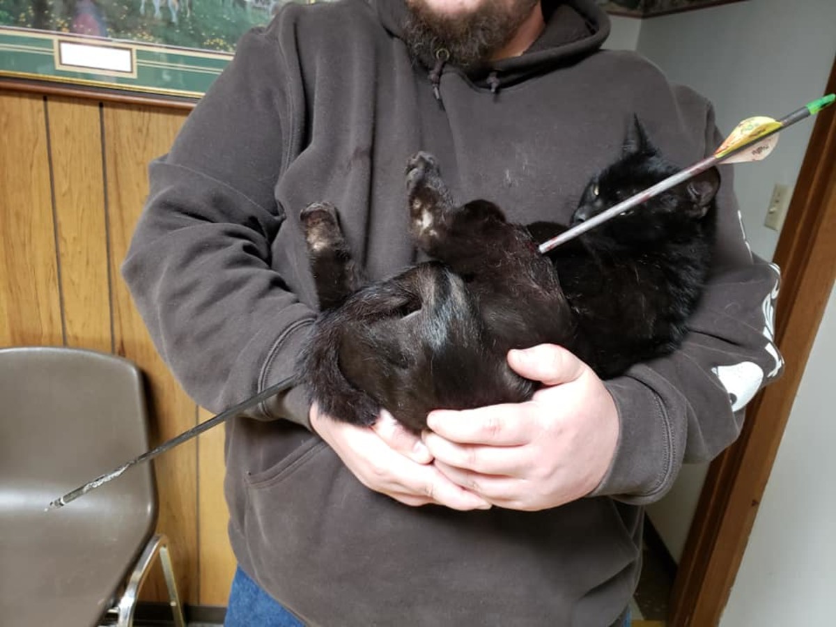 Investigation Underway After Cat Found Shot Through Legs With