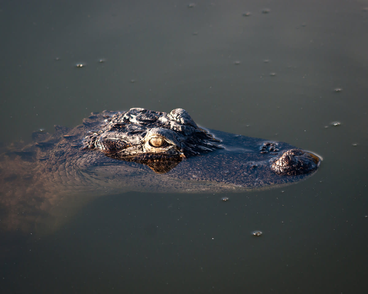 Watch: Mom, son jump into alligator enclosure to retrieve wallet at ...