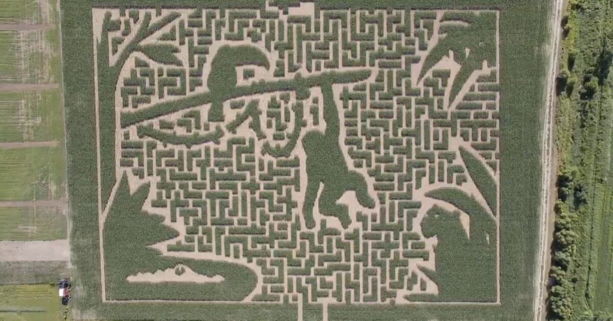 The corn maze at Sever's Fall Festival has an Amazon theme this year. 