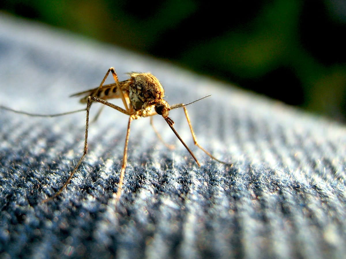 mosquito (1)