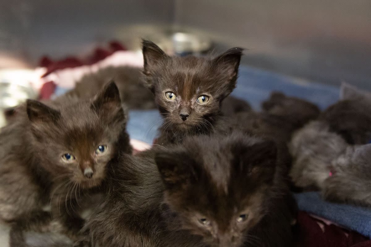 Thirty-six cats and kittens were removed from a home in Bloomington. They'll soon be available for adoption.