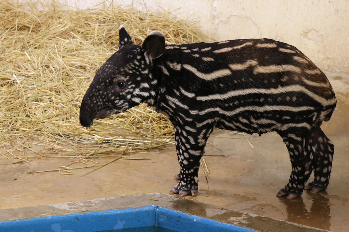 The votes are in: Minnesota Zoo names baby tapir - Bring Me The News The votes are in: Minnesota Zoo names baby tapir - Bring Me The News