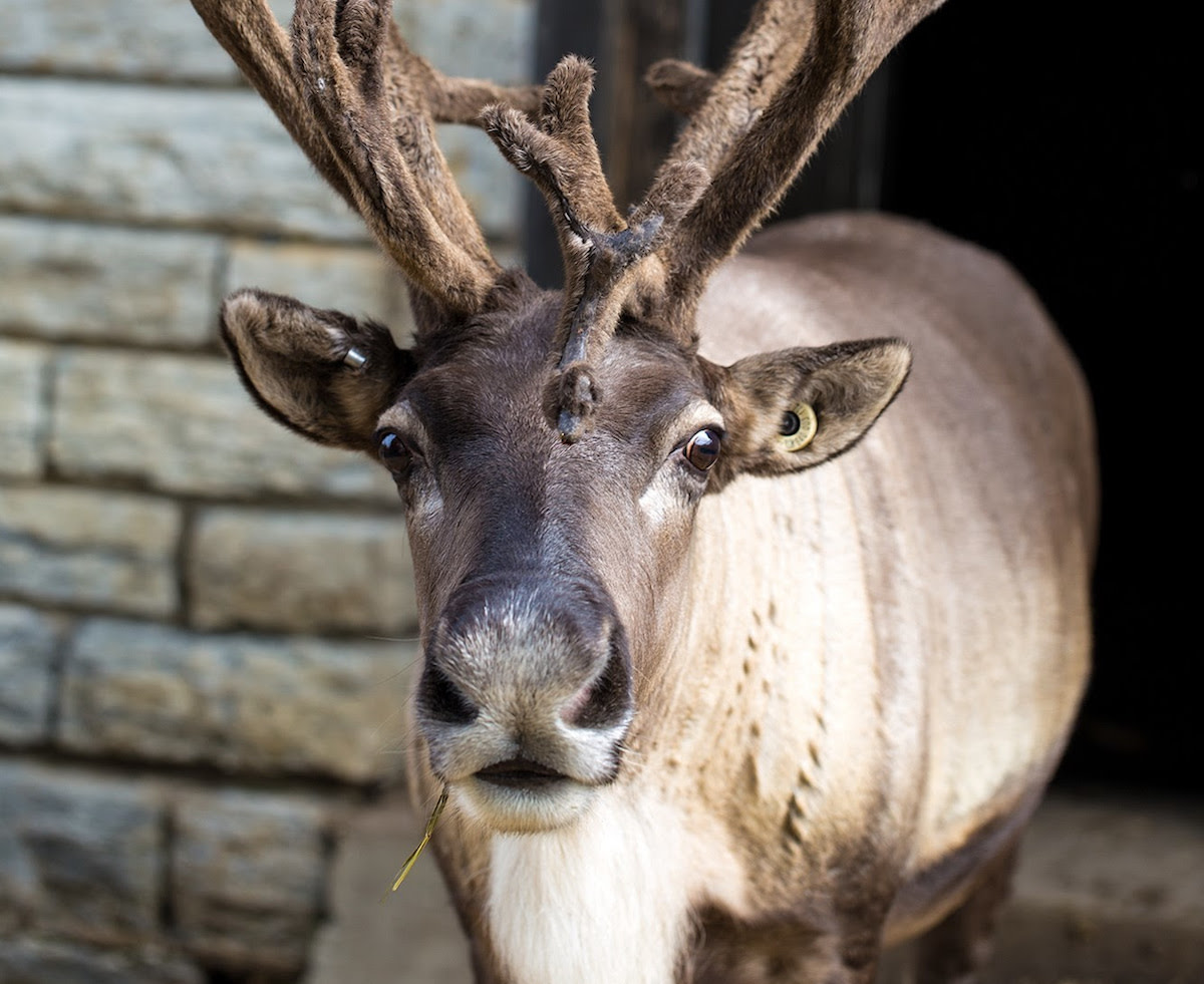 reindeer cam live stream