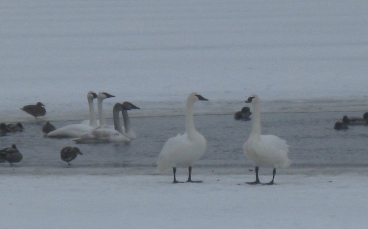 Ducks and trumpeter swans picture in January at Blue Lake.