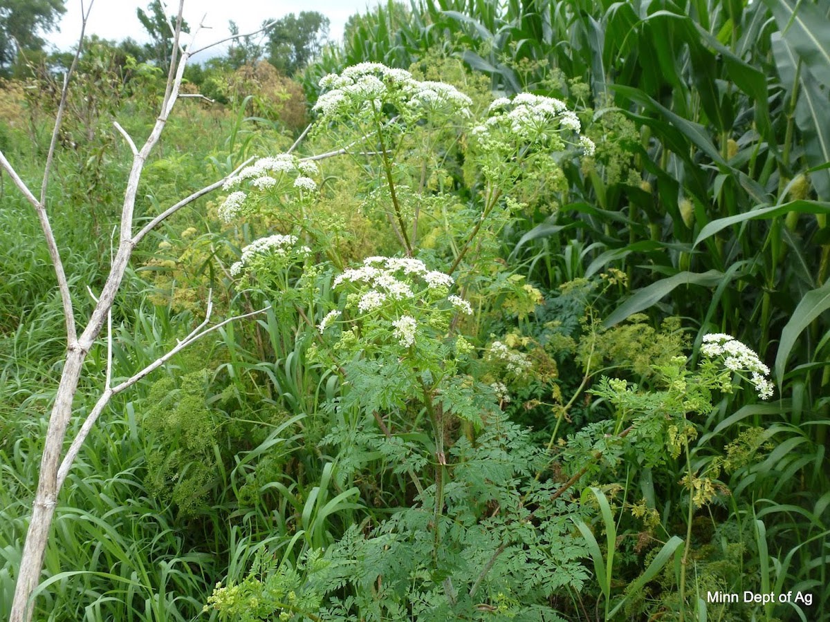 6 dangerous weeds were confirmed in new areas of Minnesota in 2020 ...