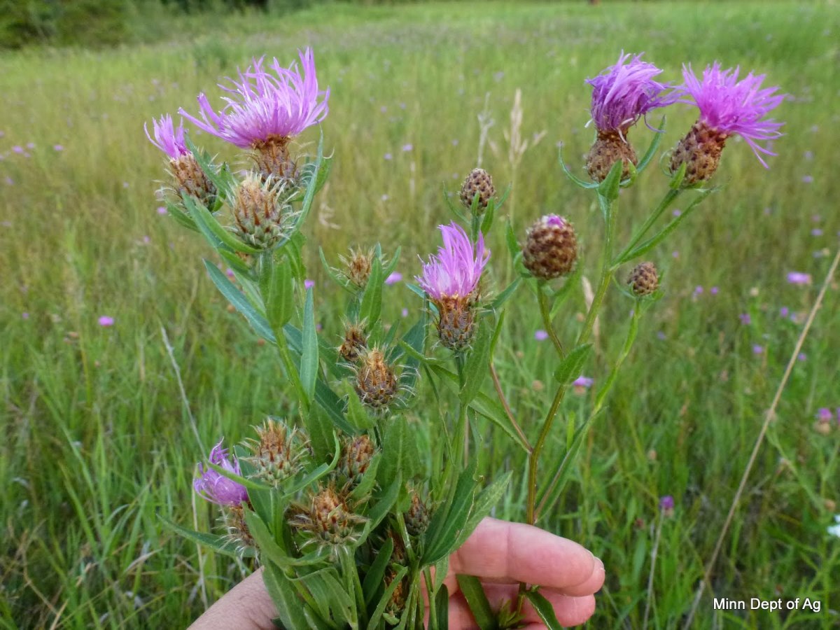 6 dangerous weeds were confirmed in new areas of Minnesota in 2020
