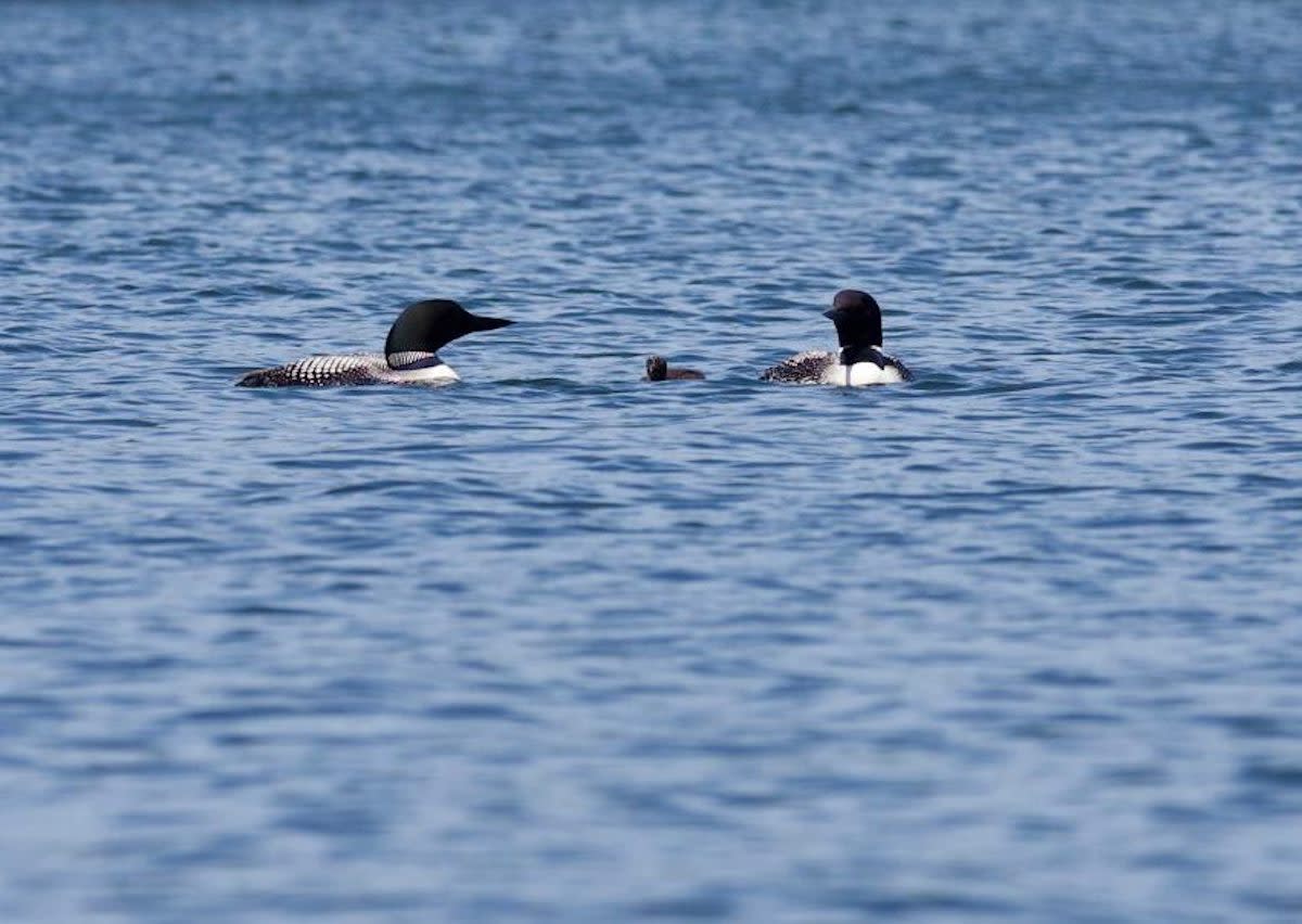 The loon chick reunited with its parents on Lake Owasso.