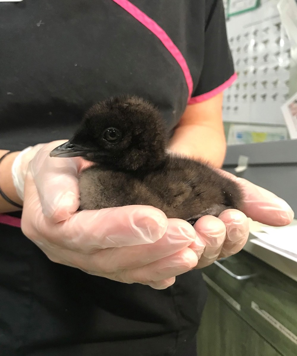 The loon chick that was brought into the Wildlife Rehabilitation Center of Minnesota.