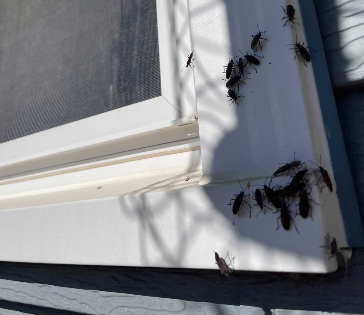 Why are there lady bugs on my windowsill? - MSU Extension