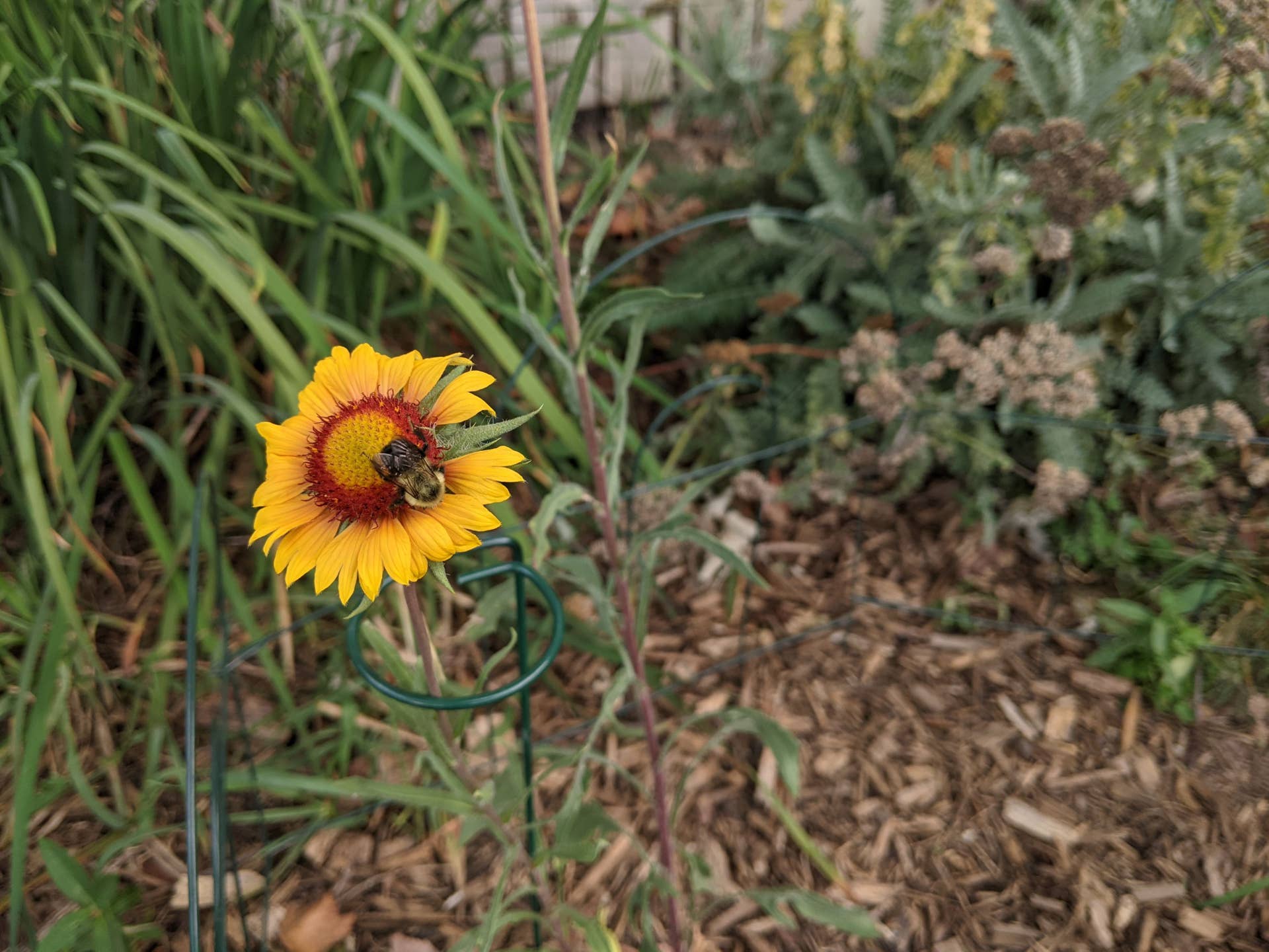 From lawn to Minnesota native prairie, part 2: Sun, shade and soil - Vimarsana News
