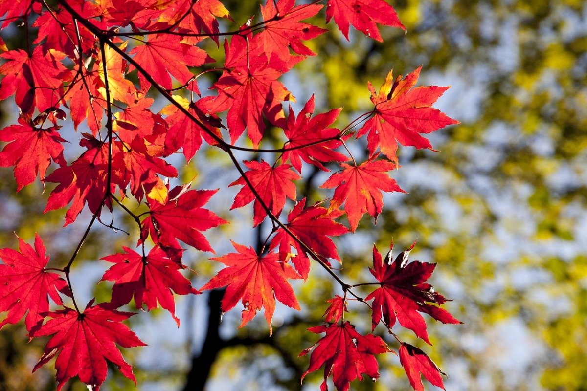 Pixabay red fall leaves