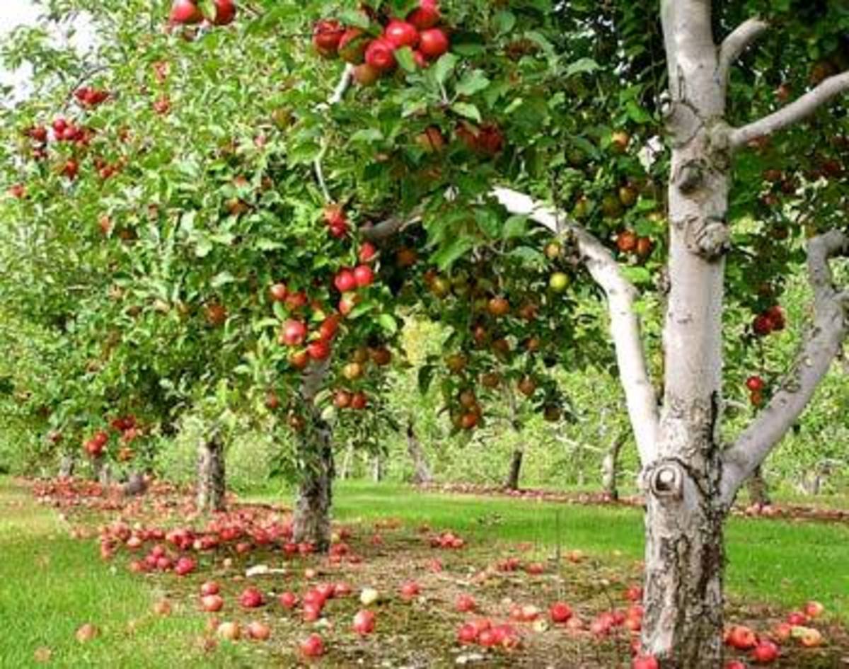pine tree apple orchard