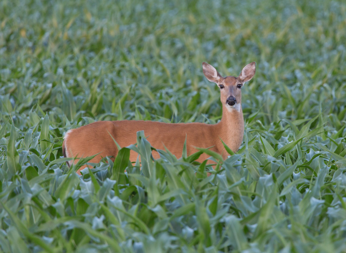 DNR prohibits farmed deer from moving into and within MN to prevent CWD.