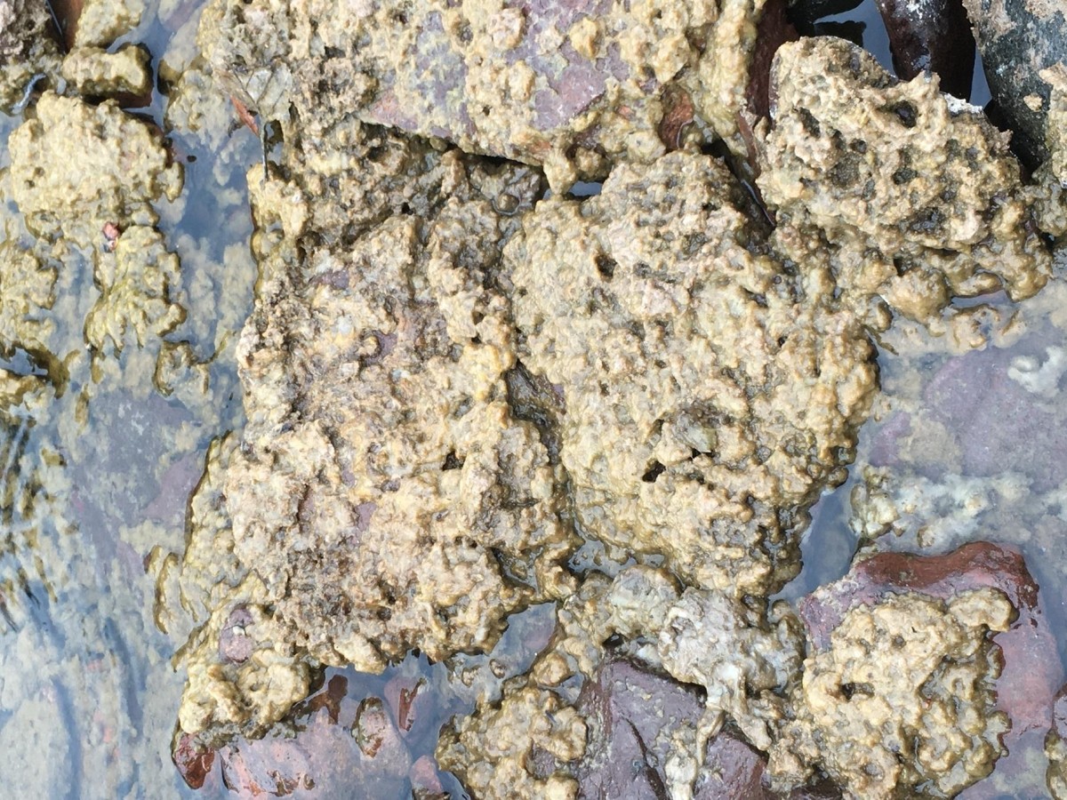 Invasive Algae Called 'rock-snot' Discovered In Several Northeastern 