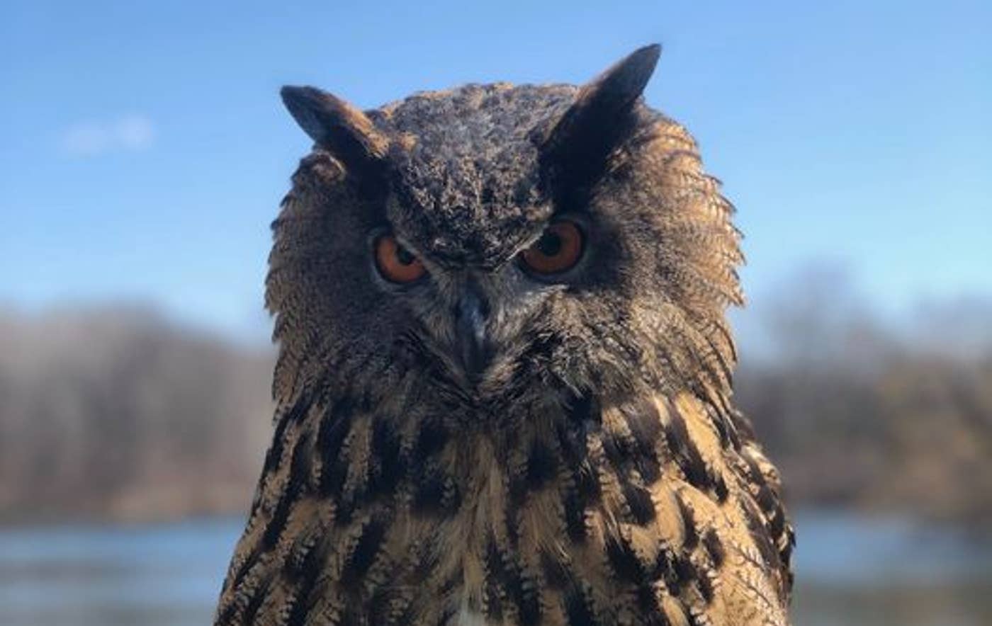 Minnesota Zoo's owl that escaped and died was likely hit by a car - Vimarsana News