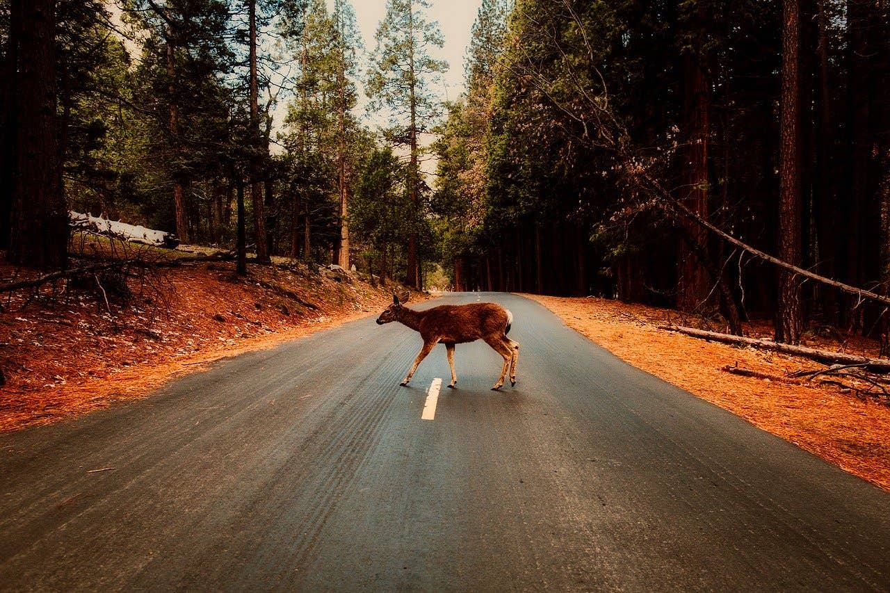 Jeep driver dies after hitting two deer, rolling into oncoming vehicle - Vimarsana News