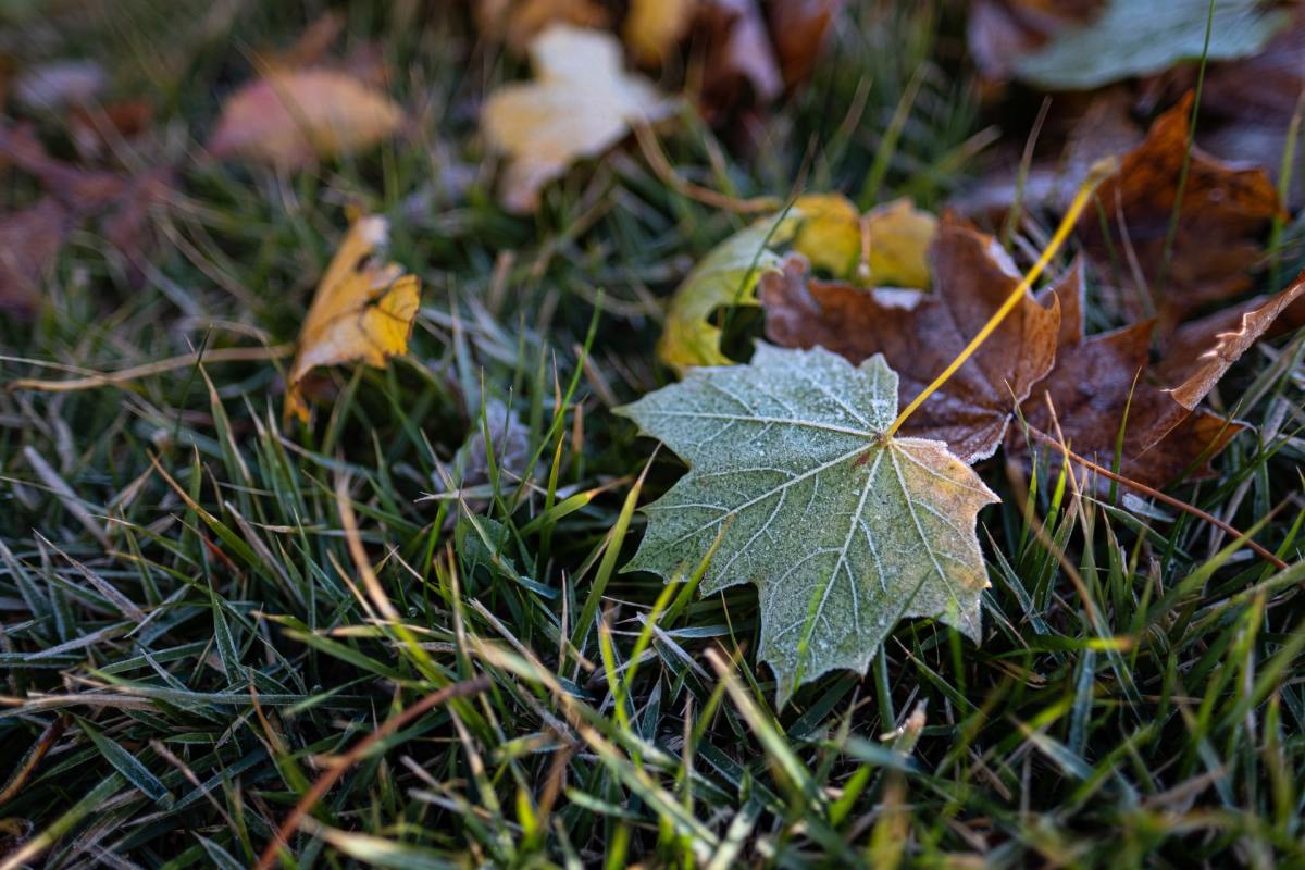 Minnesota gets its first frost advisories, freeze warnings of the