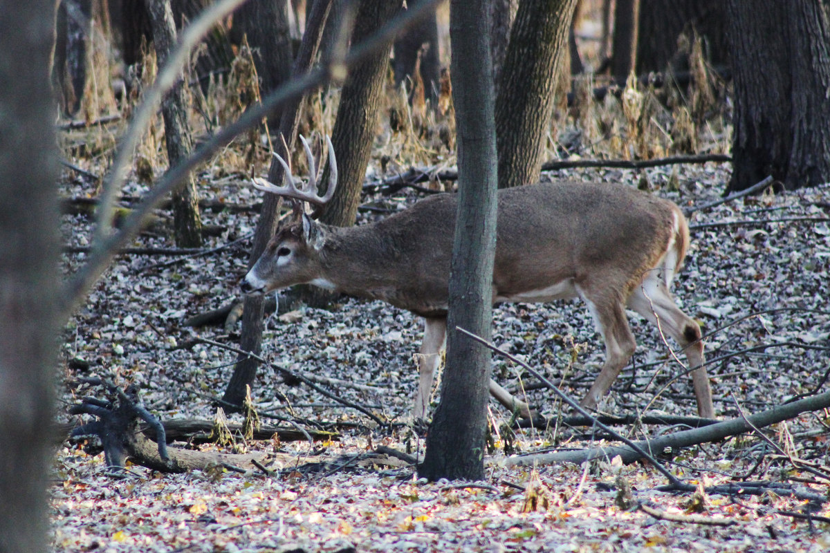 2 hunters shot on the opening weekend of deer hunting in Minnesota ...