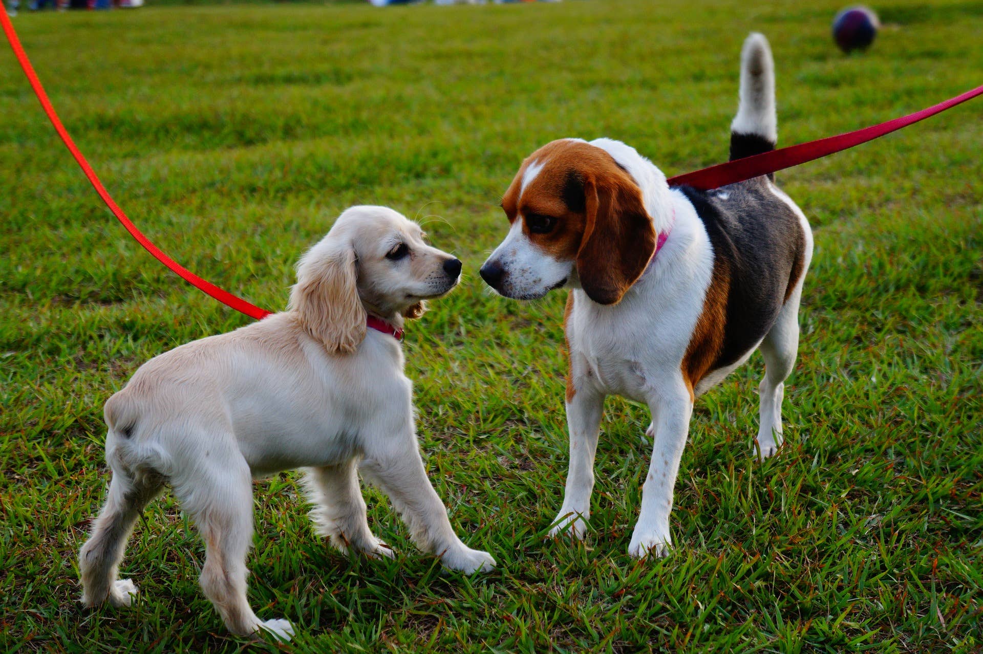 Pet resort chain opens first 2 Minnesota locations, already has plans for 3rd - Vimarsana News
