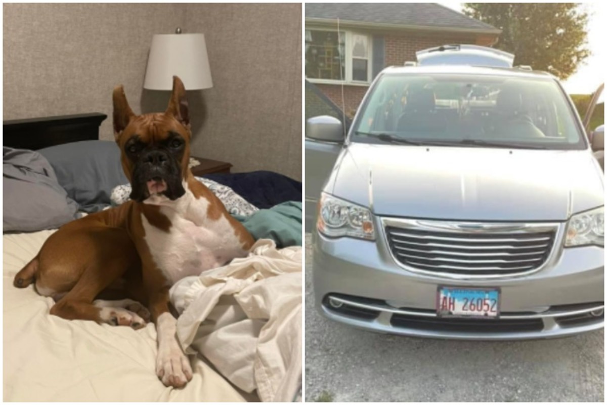 Jasper, missing dog stolen with van in South St. Paul