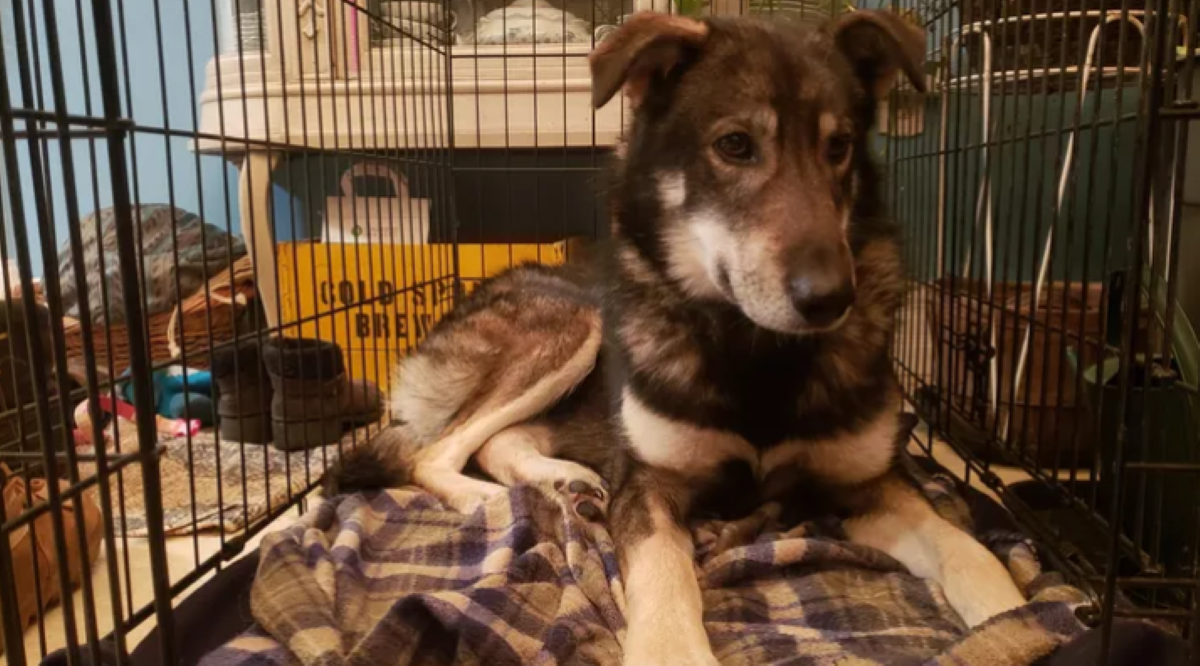 Sled dog team hit by snowmobile in hitandrun in Wisconsin Bring Me The News