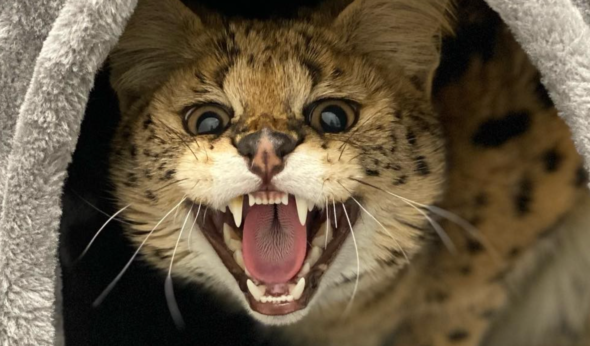 African cat found in Massachusetts with badly broken leg is coming to Minnesota - Vimarsana News