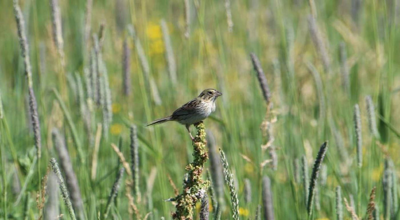 Environmental groups applaud as Twin Cities grassland site spared from development - Vimarsana News