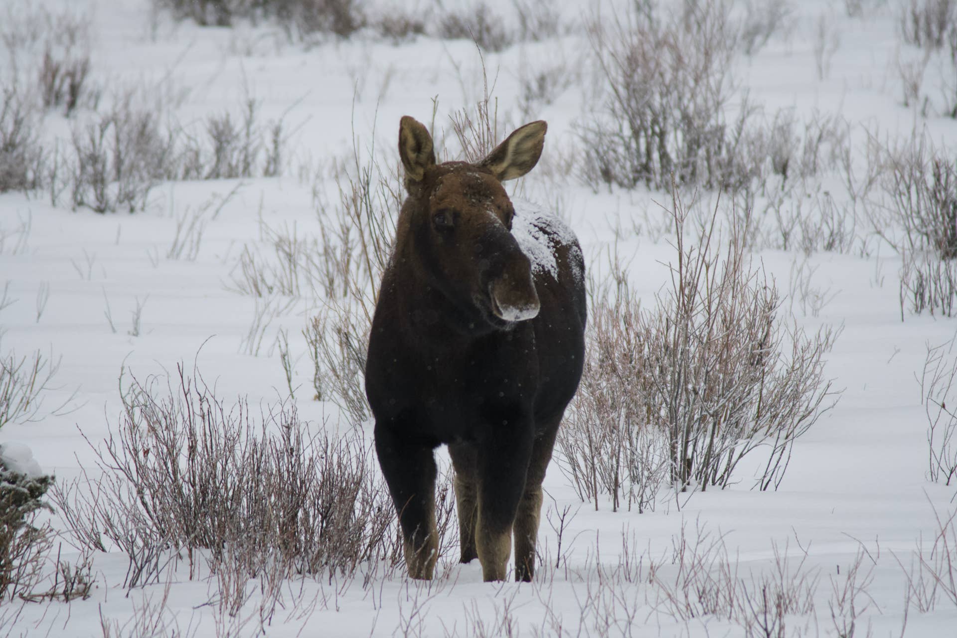 Aggressive moose that challenged motorist was suffering from brainworm, necropsy finds - Vimarsana News