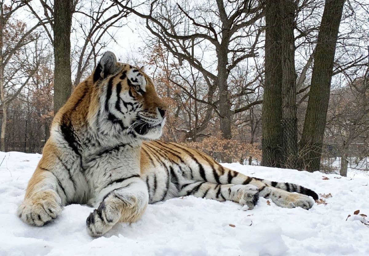 Minnesota Zoo tiger named Putin dies during routine procedure - Vimarsana News