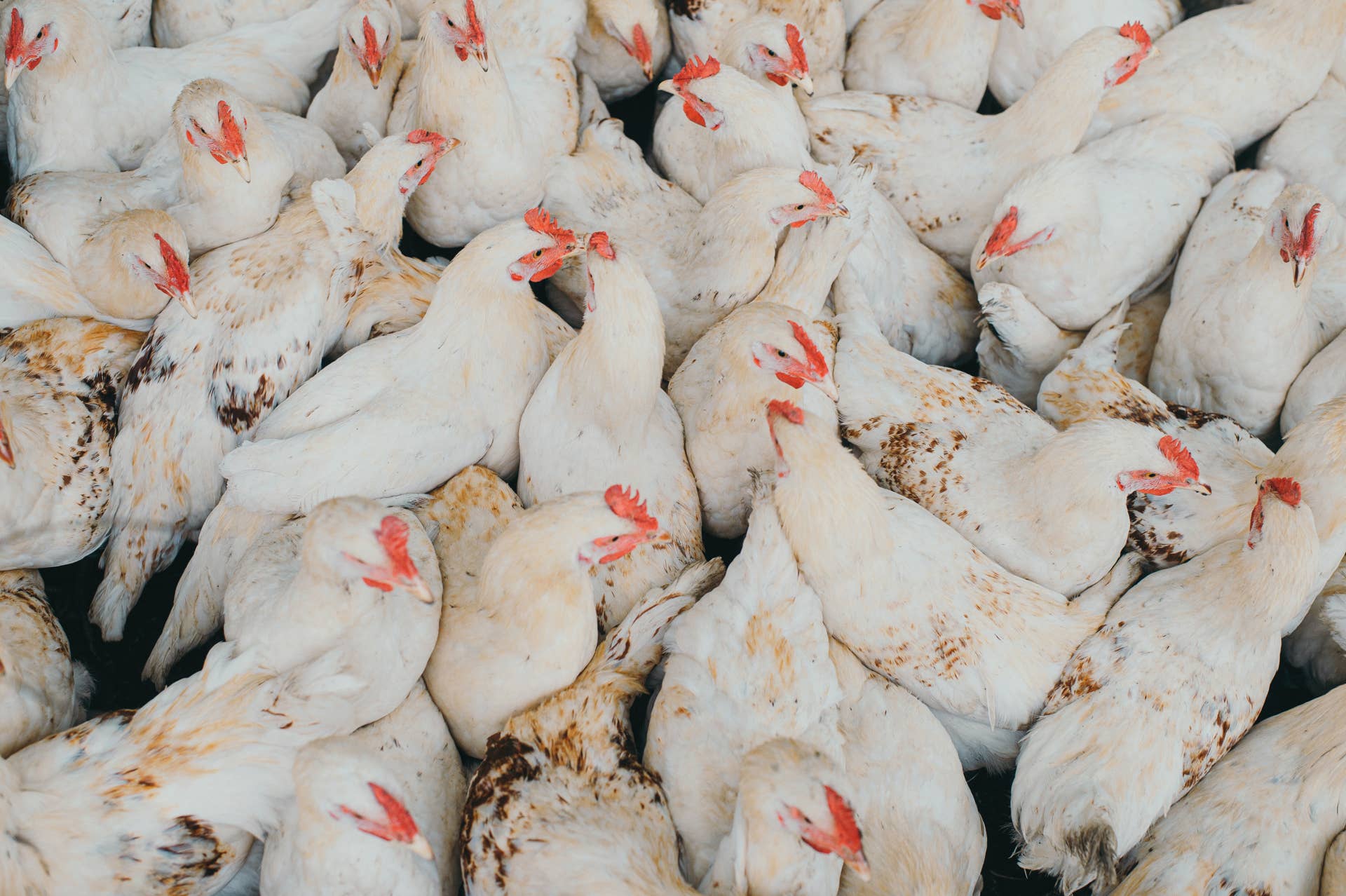 Avian influenza confirmed in two Minnesota poultry flocks - Vimarsana News
