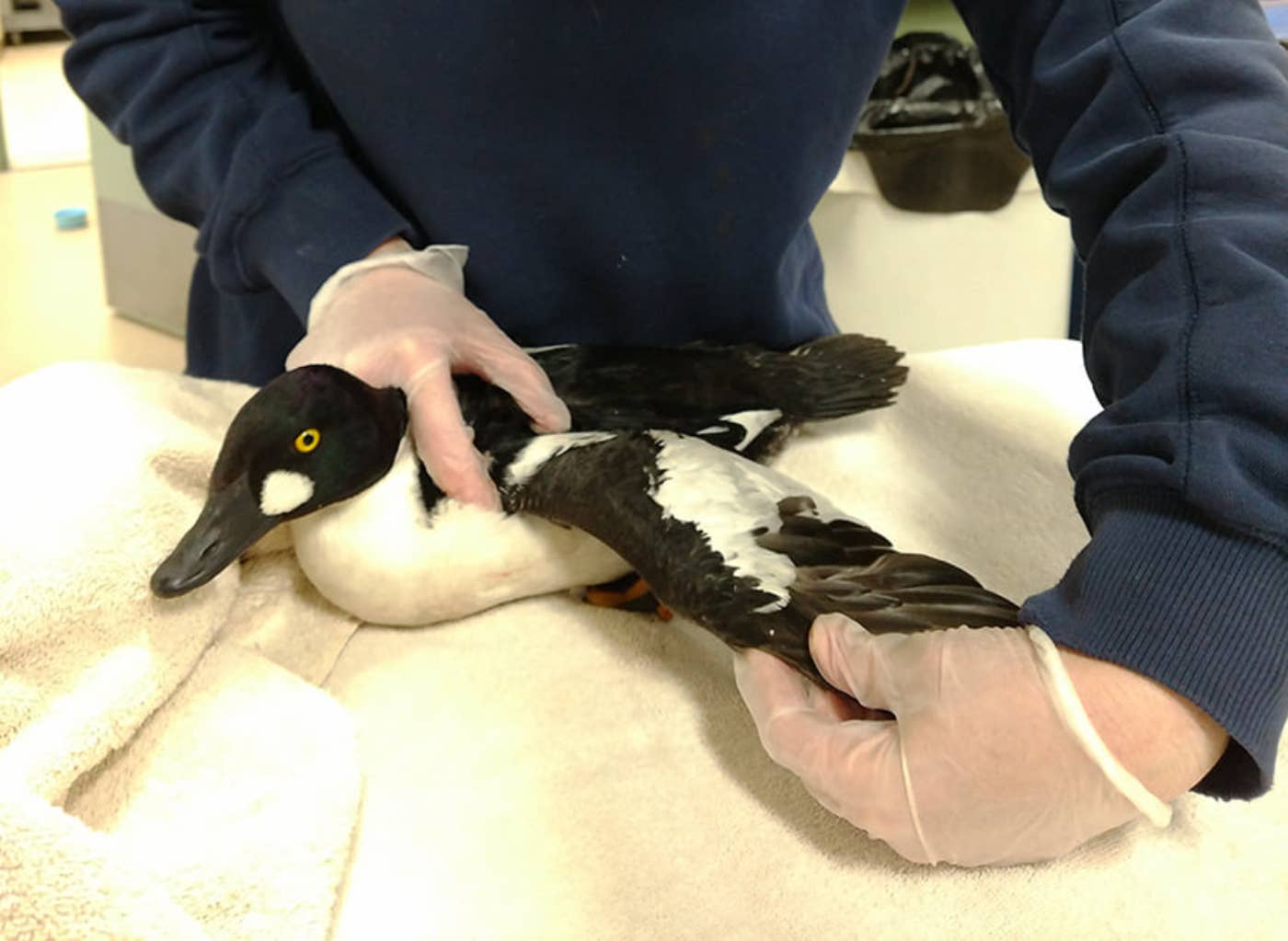 As bird flu spreads, wildlife rehabber makes 'grave decision' to stop admitting some species - Vimarsana News