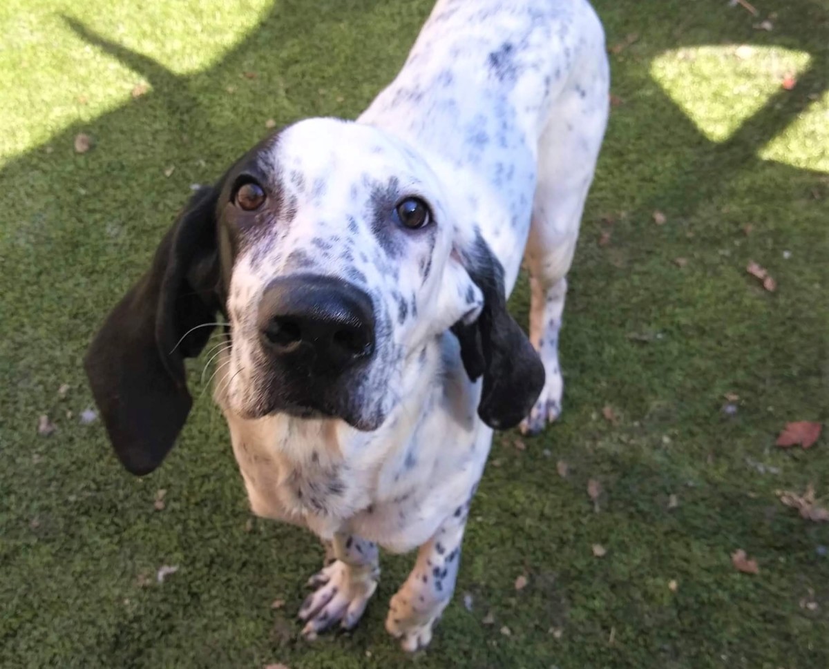 Bocephus, a six-month-old English Coonhound mix, is among the dogs available for adoption through the MACC.