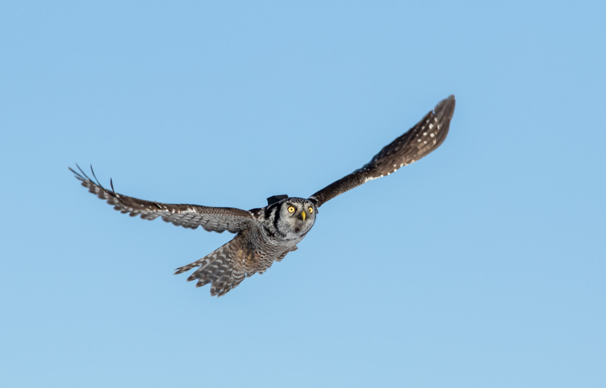 A northern hawk owl in flight, transmitter visible on its back.