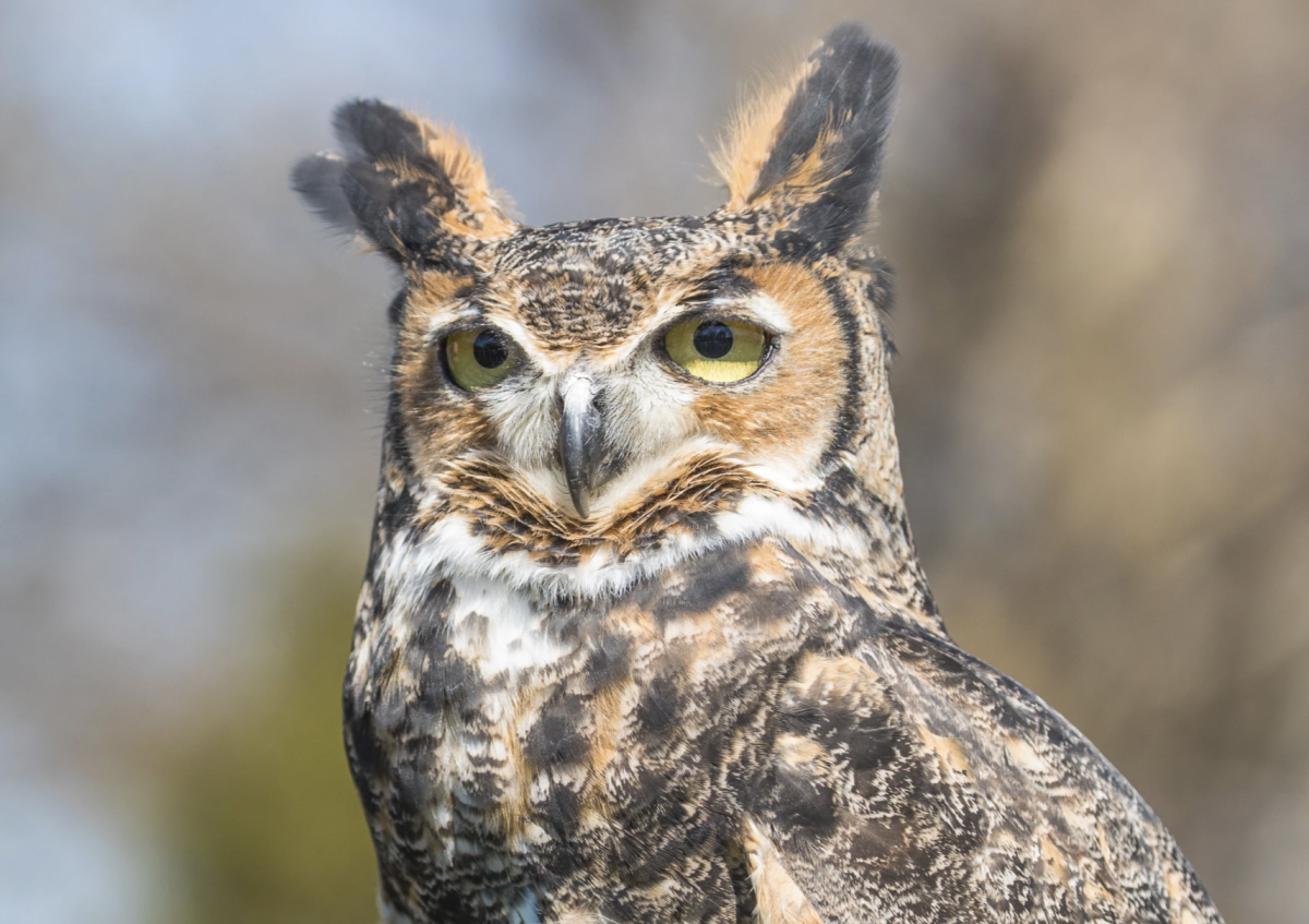Great horned owl family of 5 dies near Lake Nokomis, avian flu ...