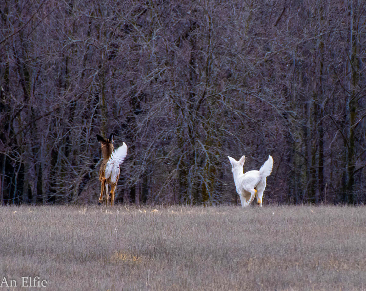 The white deer running alongside a white-tail near Mille Lacs Lake earlier this month. 