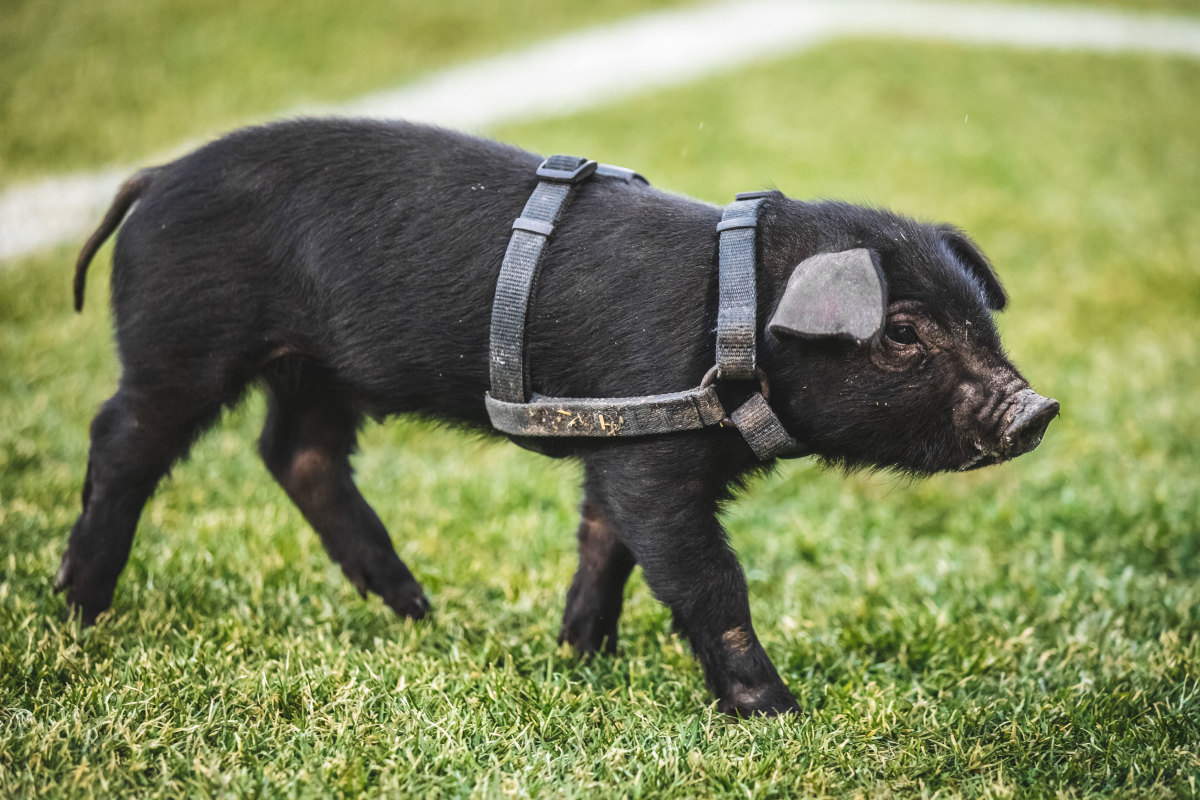 Meet the trainer of the St. Paul Saints' 'ball pig' — and help name this  year's mascot
